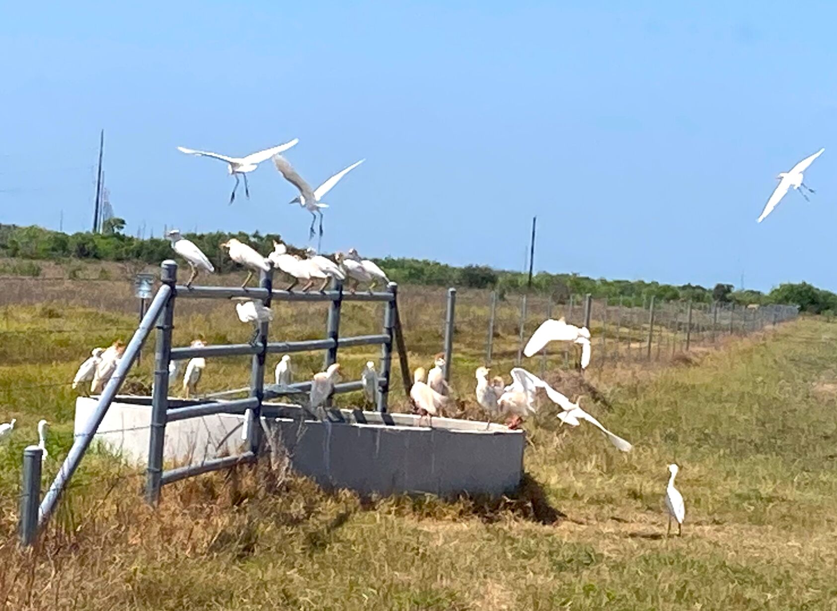 Cattle Egrets